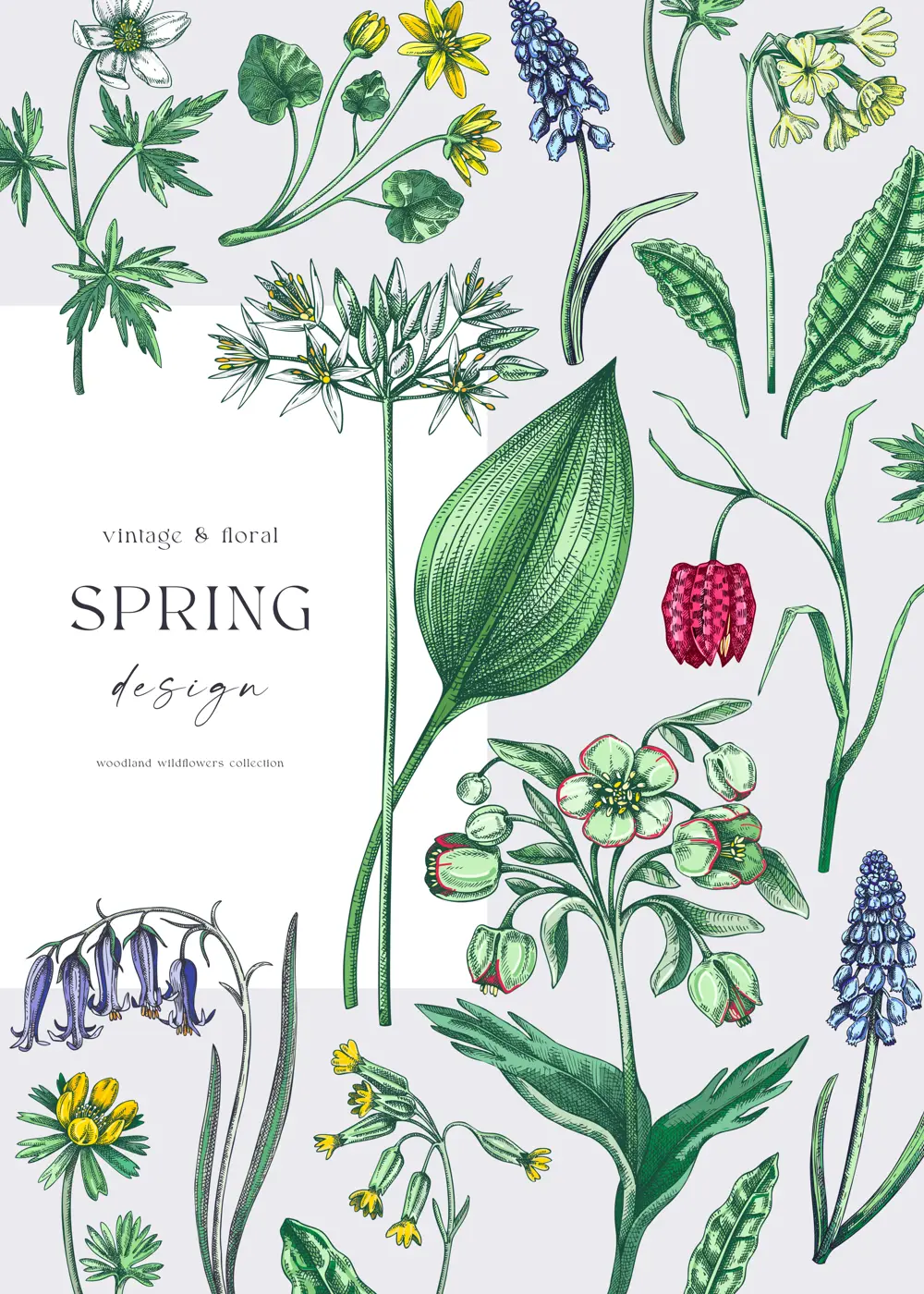Elegant spring poster design. Wildflowers print in color. Woodland wild flower sketches. Floral background. Botanical card, invitation template . Hand drawn vector illustration, NOT AI Illustration